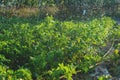 Watering hose and drops of falling water in the vegetable garden. Watering plants and vegetables on a private plot Royalty Free Stock Photo