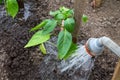 Watering hose plants, closeup, garden concept