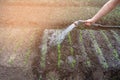 Watering hose plants, closeup, garden, harvest, gardening