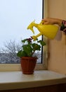 Watering a houseplant from a watering can Royalty Free Stock Photo