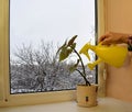 Watering a houseplant from a watering can Royalty Free Stock Photo