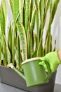 Watering a houseplant from a watering can. Care, cultivating and watering indoor plants Royalty Free Stock Photo