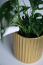 Watering the indoor plants. green plant in golden pot, being watered Royalty Free Stock Photo