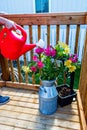 Watering the Iris\`s on the deck. Calgary, Alberta, Canada Royalty Free Stock Photo