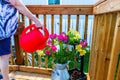 Watering the Iris's on the deck. Calgary, Alberta, Canada Royalty Free Stock Photo