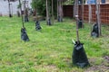 Watering irrigating bag tree green water bag in park