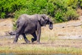 Watering large animal Royalty Free Stock Photo