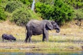 Watering large animals in the Okavango Delta