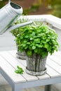 watering lemon balm (melissa) and thyme herb in flowerpot on balcony, urban container garden concept Royalty Free Stock Photo