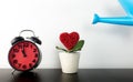 Watering Love Flower pot with clock timing, Royalty Free Stock Photo
