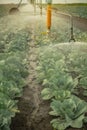 Watering mashine irrigated field of white cabbage