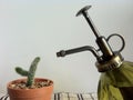 Watering mini garden, cactus