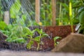 Watering New Growth Royalty Free Stock Photo