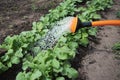 Watering of new vegetables. Royalty Free Stock Photo