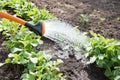 Watering of new vegetables. Royalty Free Stock Photo