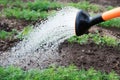 Watering of new vegetables. Royalty Free Stock Photo