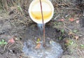 Watering a newly planted fruit tree with a rainwater. A close-up of planting an apple tree and pouring a lot of water into the