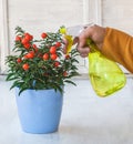 Watering Nightshade (Solanum pseudocapsicum) with red fruits are sprayed