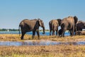 Watering in the Okavango Delta, Africa Royalty Free Stock Photo