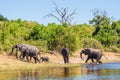 The elephants crossing river in shallow water Royalty Free Stock Photo