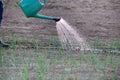 Watering onion garden Royalty Free Stock Photo