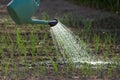 Watering onion garden Royalty Free Stock Photo