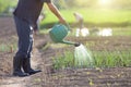 Watering onion garden Royalty Free Stock Photo