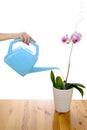 Watering the orchid Royalty Free Stock Photo