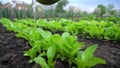 Watering organic lettuce in the garden