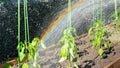 Watering pepper seedlings. A rainbow that arose from the spray when watering the beds in the sun. Irrigation of garden plants with Royalty Free Stock Photo