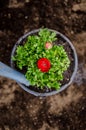 Watering persian buttercup Royalty Free Stock Photo