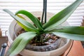 Nurturing the Phalaenopsis Orchid: Watering with Care