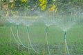 Watering plant field in agricultural garden by water springer.