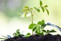 Watering plant growing with planting tree on soil nature green garden and water drop on leaves Royalty Free Stock Photo