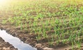 Watering the plantations of leeks and young cabbage. Farm agricultural field. Agroindustry and agribusiness. Growing organic