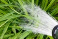 Watering plants Royalty Free Stock Photo