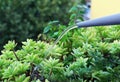 Watering plants with a watering can. Gardening concept Royalty Free Stock Photo