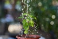 Watering the plants from a watering can. water pouring into watering can.