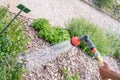 Watering plants Royalty Free Stock Photo