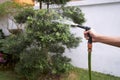 Watering plants and grass with using hose Royalty Free Stock Photo