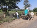 Watering  plants in a small village in india along the road side  with Bullock  cart Royalty Free Stock Photo