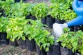 Watering plants watering vegetables in the nature garden Royalty Free Stock Photo