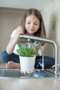 Watering pot plants in the kitchen sink pouring. Kid holding young plant in hands. Earth day concept. Eco friendly.  Save the Royalty Free Stock Photo