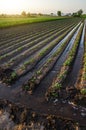Watering the potato plantation. Water flows between rows of potato plants. European farming. Agriculture and agribusiness.