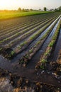 Watering the potato plantation. Water flows between rows of potato plants. European farming. Agronomy. Moistening. Agriculture