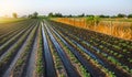 Watering the potato plantation. Water flows between rows of potato plants. Surface irrigation of crops. European farming. Agronomy Royalty Free Stock Photo