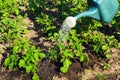 Watering potato seedlings before flowering in the evening in the garden. Plantation care for a good harvest