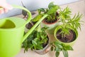 Watering potted plants on a wooden table.