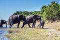 Shallow Delta Okavango