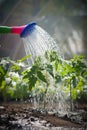 Watering seedling tomato Royalty Free Stock Photo